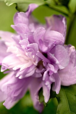 Hibiscus syriacus 'Ardens' C7,5 60-80