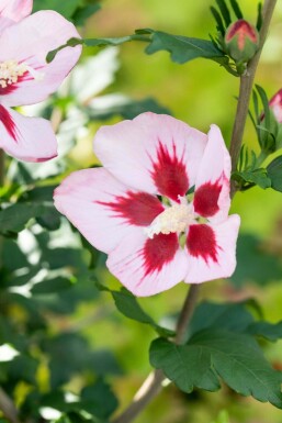 Hibiscus syriacus 'Hamabo' C3 40-50