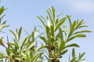 Hippophae rhamnoides C2 60-80
