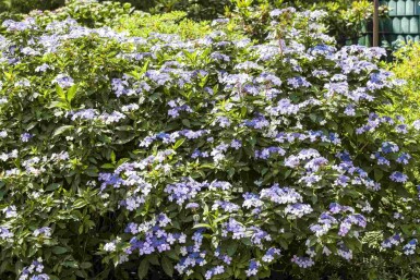 Hydrangea macrophylla 'Bodensee' C2 25-30