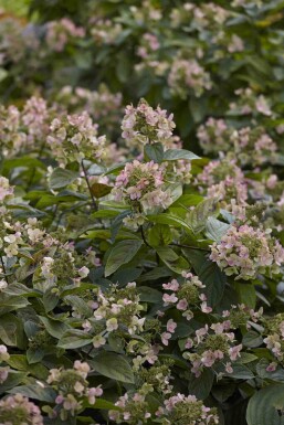 Hydrangea paniculata 'Dart's Little Dot' C3 30-40
