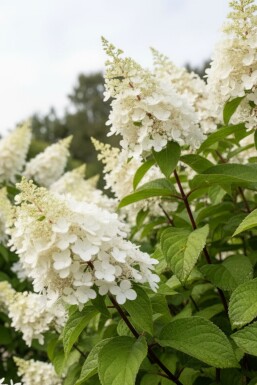 Hydrangea paniculata 'Kyushu' struik 40-50 cm