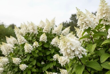 Hydrangea paniculata 'Kyushu' struik 40-50 cm