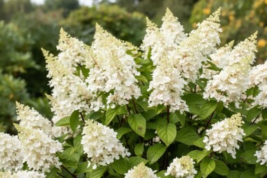 Hydrangea paniculata 'Kyushu' buske 40-50 cm