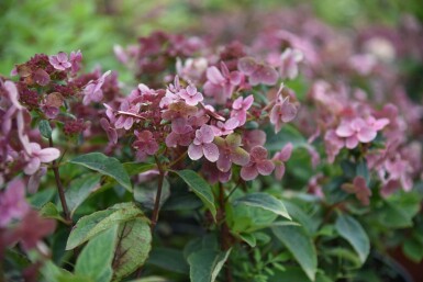 Hydrangea paniculata 'Switch Ophelia' C7,5 40-60