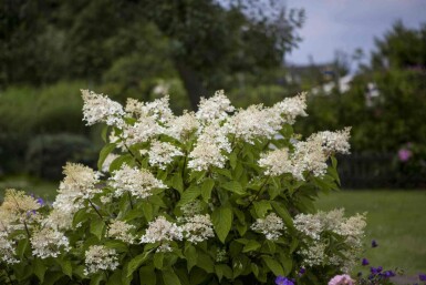 Hydrangea paniculata 'Unique' Strauch 40-50 cm