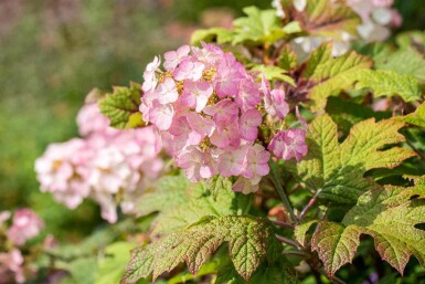 Hydrangea quercifolia 'Snow Queen' struik 25-30 cm