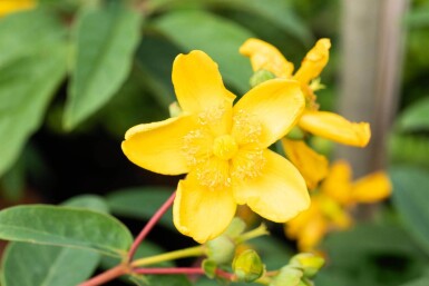 Hypericum 'Hidcote' struik 20-30 cm