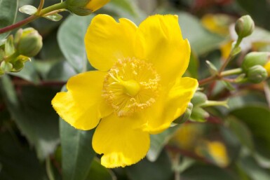Hypericum 'Hidcote' struik 20-30 cm