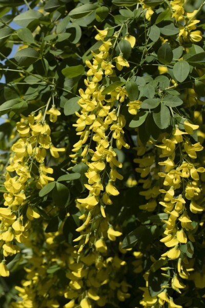 Laburnum × watereri 'Vossii' Laburnum × watereri 'Vossii'
