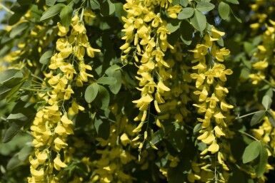Laburnum × watereri 'Vossii' C3 30-40