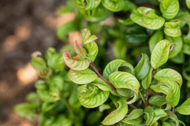 Leucothoe axillaris 'Curly Red' C2 20-25
