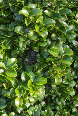 Ligustrum japonicum 'Rotundifolium' C12 80-100