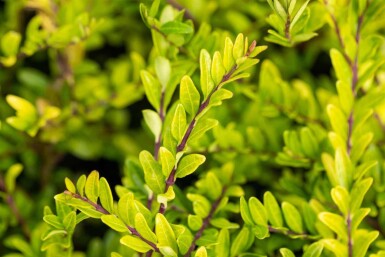 Lonicera pileata struik 20-30 cm