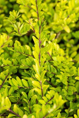 Lonicera pileata C2 20-30