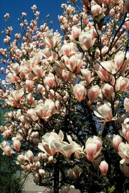 Magnolia soulangeana struik 50-80 cm