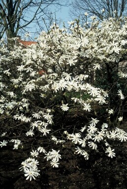 Magnolia stellata struik 60-80 cm