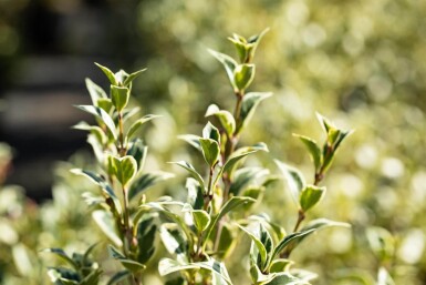 Osmanthus heterophyllus 'Variegatus' struik 30-40 cm