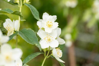 Philadelphus coronarius C3 40-60