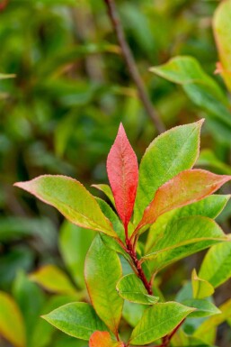 Photinia fraseri 'Carré Rouge' busk 125-150 cm