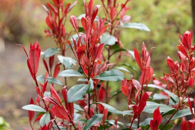 Photinia fraseri 'Carré Rouge' busk 125-150 cm