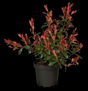 Photinia fraseri 'Carré Rouge' C12 100-125