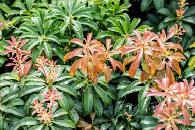 Pieris japonica 'Bonfire' struik 20-30 cm