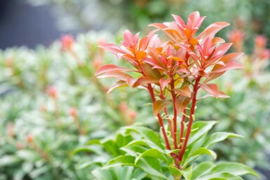 Pieris japonica 'Bonfire' struik 20-30 cm