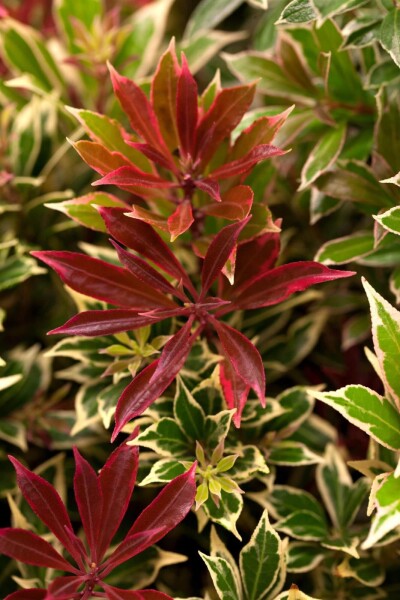 Pieris japonica 'Carnaval' Pieris japonica 'Carnaval'
