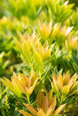 Pieris japonica 'Prelude' C3 25-30