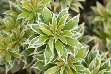 Pieris japonica 'Variegata' struik 20-25 cm