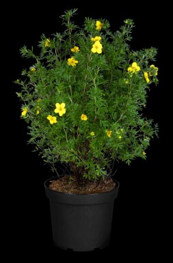 Potentilla fruticosa 'Goldfinger' struik 30-40 cm