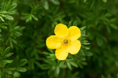 Potentilla fruticosa 'Goldfinger' struik 30-40 cm