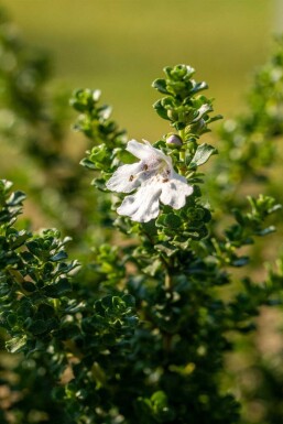 Prostanthera cuneata C1,5 20-25