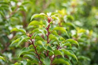 Prunus lusitanica 'Brenelia' C2 25-35