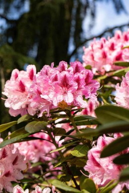 Rhododendron 'Cosmopolitan' C5 40-50