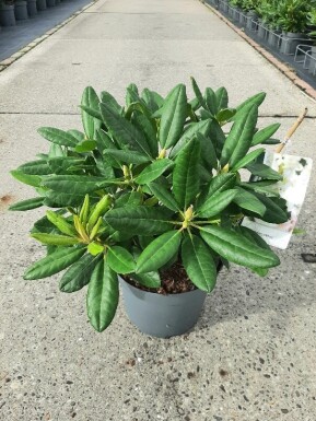 Rhododendron 'Cunningham's White' struik 40-50 cm
