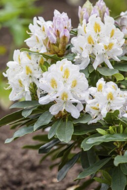 Rhododendron 'Madame Masson' arbuste 30-40 cm