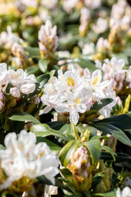 Rhododendron 'Madame Masson' arbuste 30-40 cm