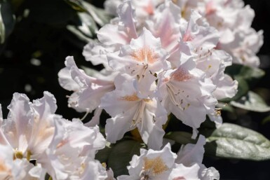 Rhododendron 'Madame Masson' arbuste 30-40 cm