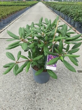 Rhododendron 'Marcel Menard' busk 40-45 cm