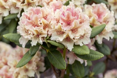 Rhododendron 'Percy Wiseman' busk 30-40 cm