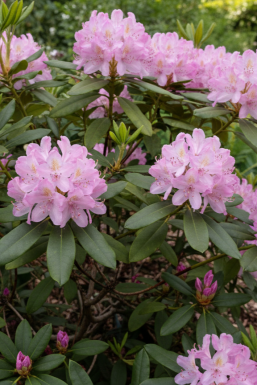 Rhododendron ponticum 'Roseum' struik 40-50 cm