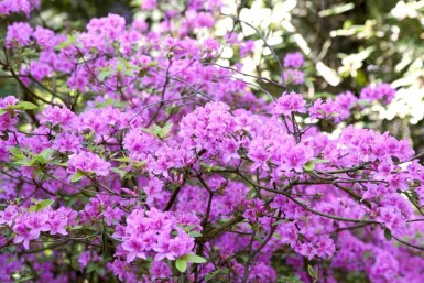 Rhododendron praecox C10 30-40