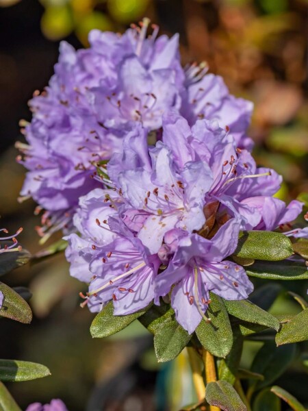 Rhododendron 'Ramapo' Rhododendron 'Ramapo'