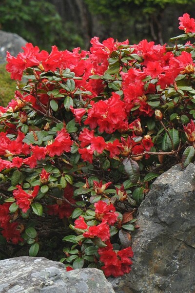 Rhododendron 'Scarlet Wonder' Rhododendron 'Scarlet Wonder'