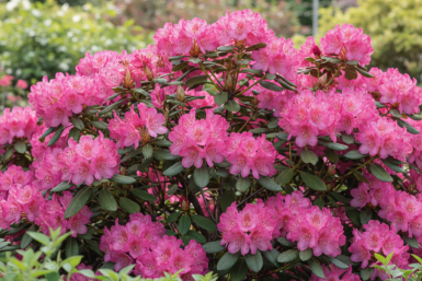 Rhododendron 'Wine and Roses' struik 30-50 cm