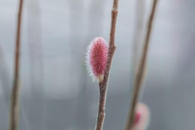 Salix gracilistyla 'Mount Aso' C2,5 40-50