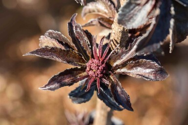 Sambucus nigra 'Black Tower' C3 30-40