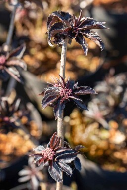 Sambucus nigra 'Black Tower' C3 30-40